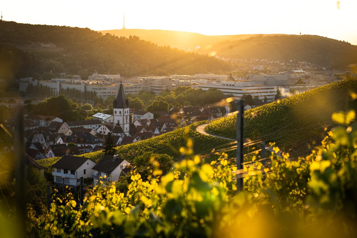 Neckartal-Radweg_Esslingen_Weinberge