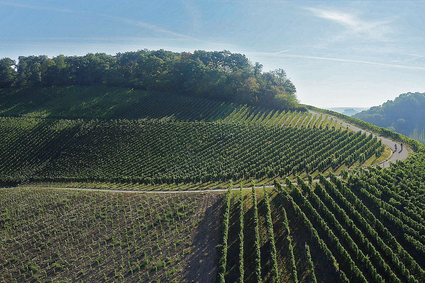 Weinhänge Württemberger Weinradweg