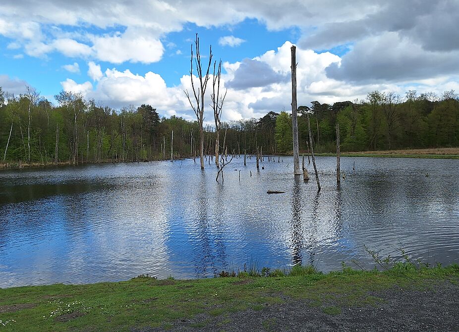Pfingstsee Pfingstsee
